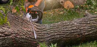 Reliable Jackson, LA  Tree Services Solutions